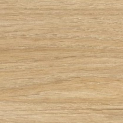 Chêne laurier – 51282