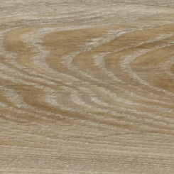 Chêne de Blackjack – 22229