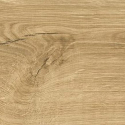 Chêne de Galway – 87372